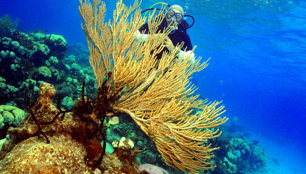 Um mergulhador entre os recifes