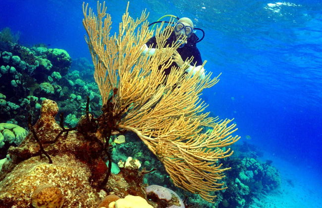 Buceo en la bahía de Cochinos - Foto 4