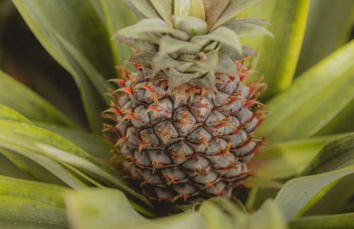 Casa Cayenne - Photo 22