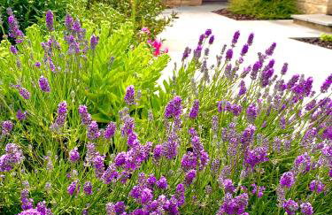 Briary Cottages at Iletts Farm - Photo 54