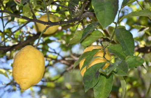 Villa Tina - Foto 10