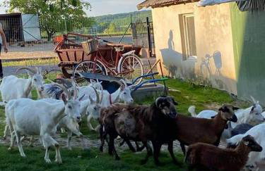 Gosp. Agroturystyczne Stary Gaj - Foto 51