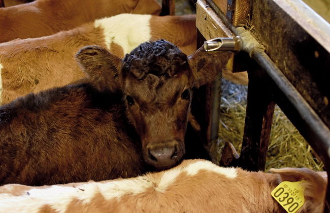 Breidamyri Farm Apartments - Foto 39