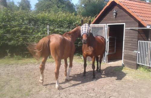 Ferienwohnung Frisia - Photo 11