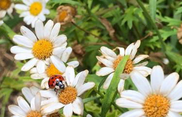 La grange du Logis du Plessis - Foto 9