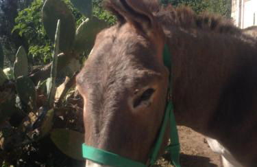 Dimorra Country House - Foto 33