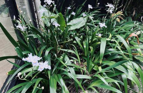 Tropical House - Foto 25