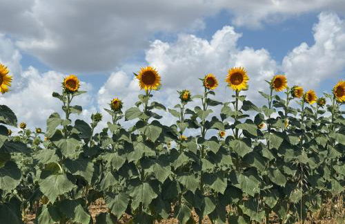 Casa delle More - Foto 9