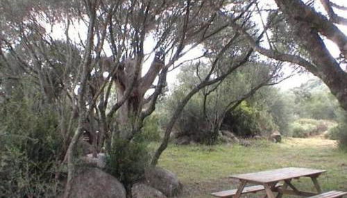 Les bergeries d'Ogliastrello - Foto 2, Garden view