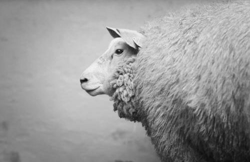 Ferme de Franqueville - Foto 40