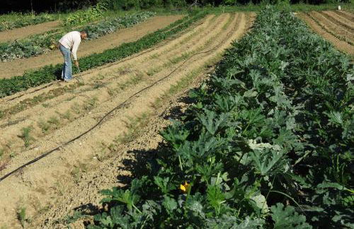 Agriturismo Biologico Villa Rosa - Photo 79