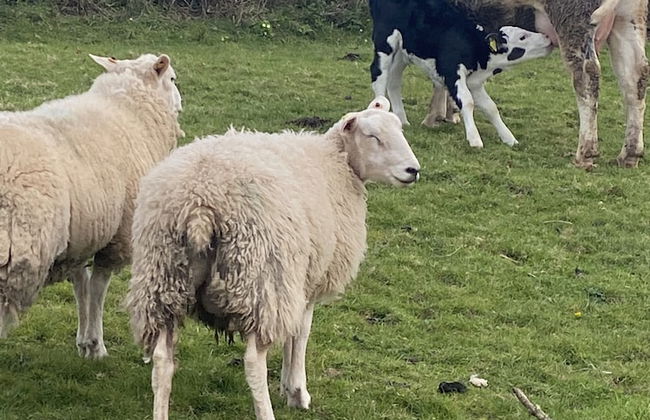 Beautiful 2 Bed Bungalow in Laugharne Situated - Foto 25