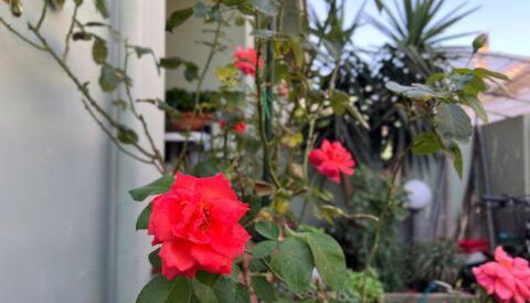 Case vacanze Efisio e Vilma - Foto 5, Garden