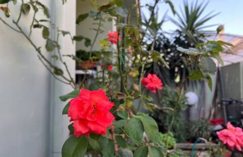 Case vacanze Efisio e Vilma - Foto 5