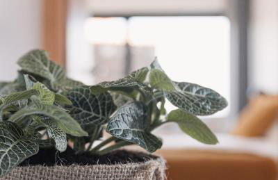 Casa de Campo Rocio do Mar - Foto 20