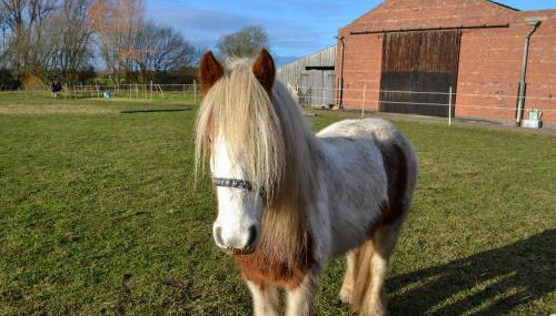 Ivy Grange Cottage - Foto 5, Garden