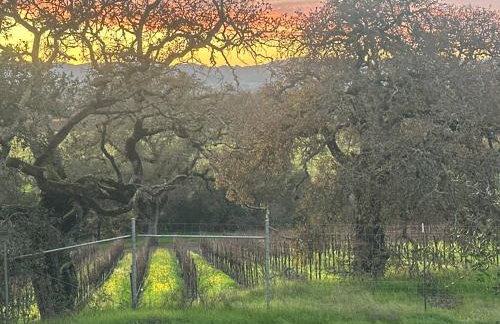 Healdsburg Wine Country Escape with Tasting Perks & Vineyard Views - Foto 14