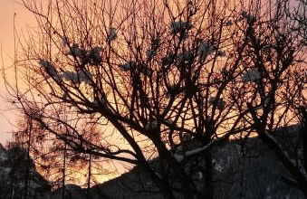 Cesa de Conesel - Foto 64