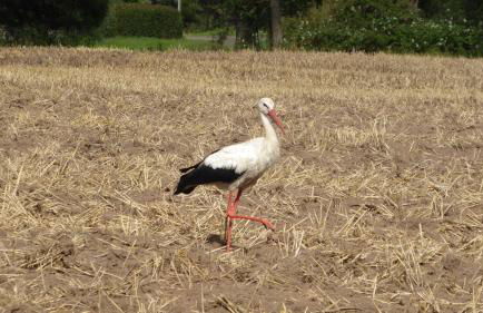 Gut-Rattelvitz-Galerie-D-hochwertig-Sauna-Kamin-eTankstelle-Spielscheune-15-000qm-Parkland - Photo 37