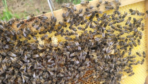 Telaio dell'alveare presso l'allevamento delle api di Udías