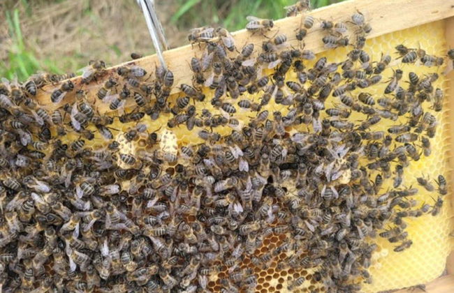 Visita a un allevamento di api con degustazione di miele - Foto 3