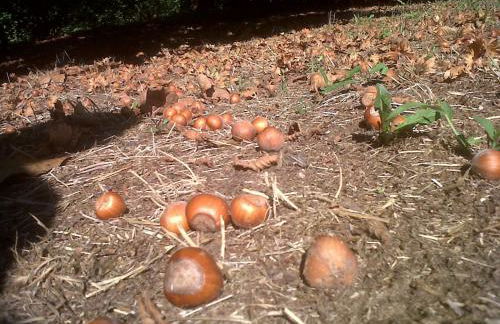 Sangrato 1883 - Foto 33