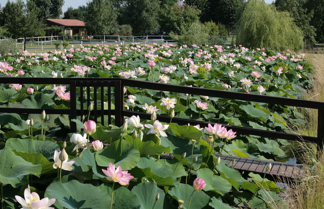 Villa Casa Country - Foto 59