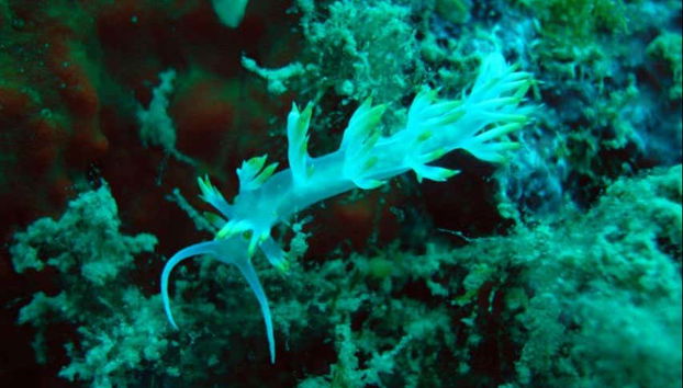 Fondo marino de la zona