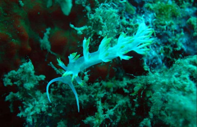 Snorkeling in Hvar, Brač or Makarska - Foto 1