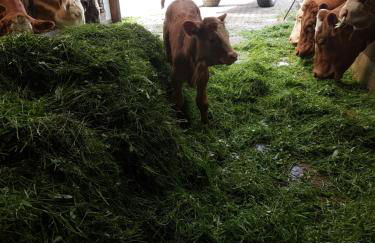 Gästehaus Annemarie - Foto 30