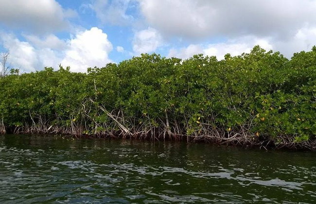 Jungle Tour - Mangroves & Snorkel For Couples - Photo 5