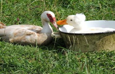 Bienvenue à La Sélinière ! - Foto 31