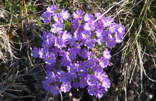 Anemone Home - Foto 13