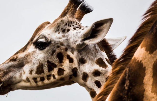 The Tudor Gathering Chester - City Centre - Foto 52