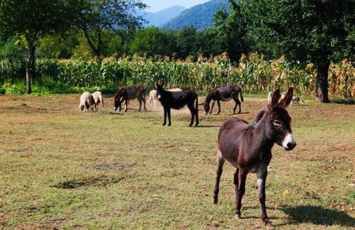 Azienda Agrituristica Pericle - Foto 51