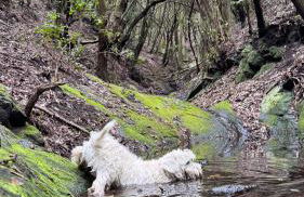 Villa Fort Tenerife - Foto 55