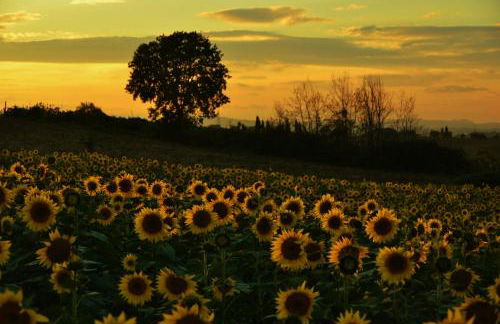 Agriturismo La Casetta del Sole - Photo 38