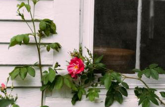 1850s Maine Farmhouse featured in Condé Nast Traveler with 11 Acres Near Water - Foto 64