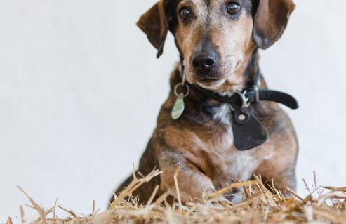 Landhaus Schulte-Göbel - Foto 30