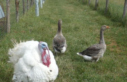 Apartment Kormoransee Ferien by Interhome - Foto 15