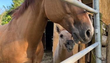 Agriturismo al Ranch - Foto 2, Garden