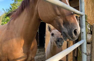 Agriturismo al Ranch - Foto 2