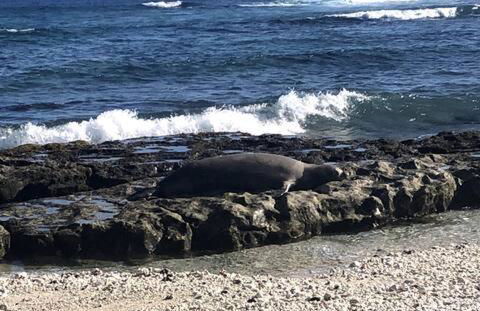 Private wrap around Lani Oasis with ocean view - Foto 28