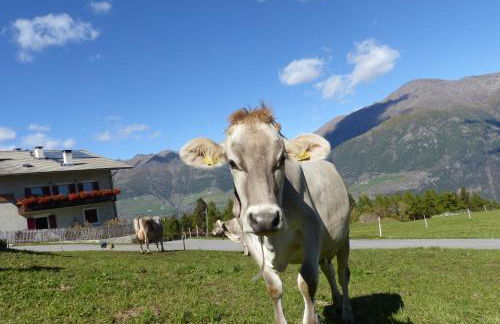 Bauernhof Mairing - Foto 43