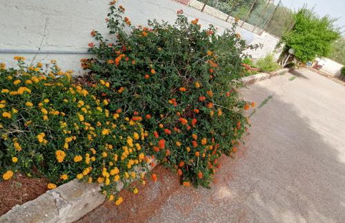 "Minerva" da Sabrina - Foto 4