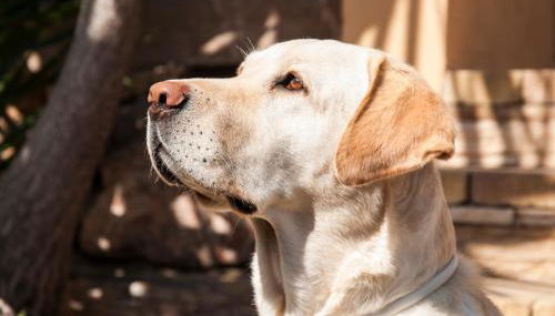 Alojamiento Ada - Foto 3