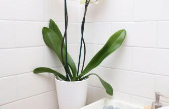 Wow garden in the heart of Venice - Foto 26