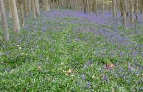 Railway Carriage accommodation with tennis court! - Foto 21