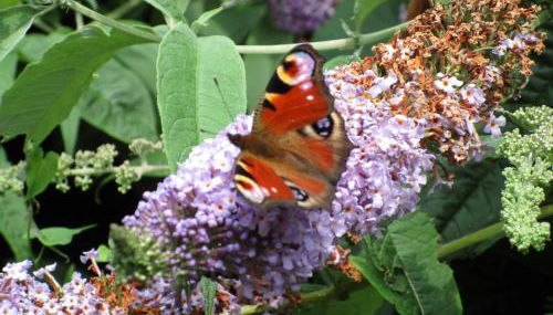 Ferienhaus Eulennest - Foto 2, Garden view