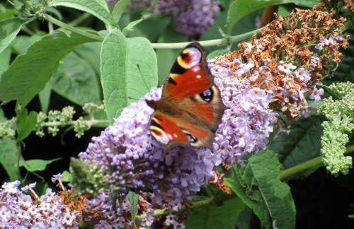 Ferienhaus Eulennest - Foto 2
